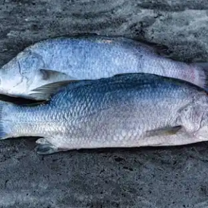 Read more about the article Exploring the Growing Market of Barramundi Fish Importers: Demand, Challenges, and Future Trends