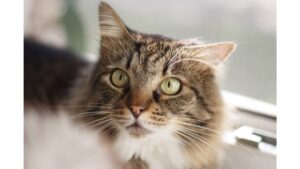 Read more about the article A Complete Guide on How to Adopt a Rescue Cat