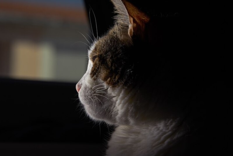 Read more about the article Can Cats Have Depression