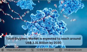 Read more about the article Food Enzymes Market Size and Share Report 2024-2032