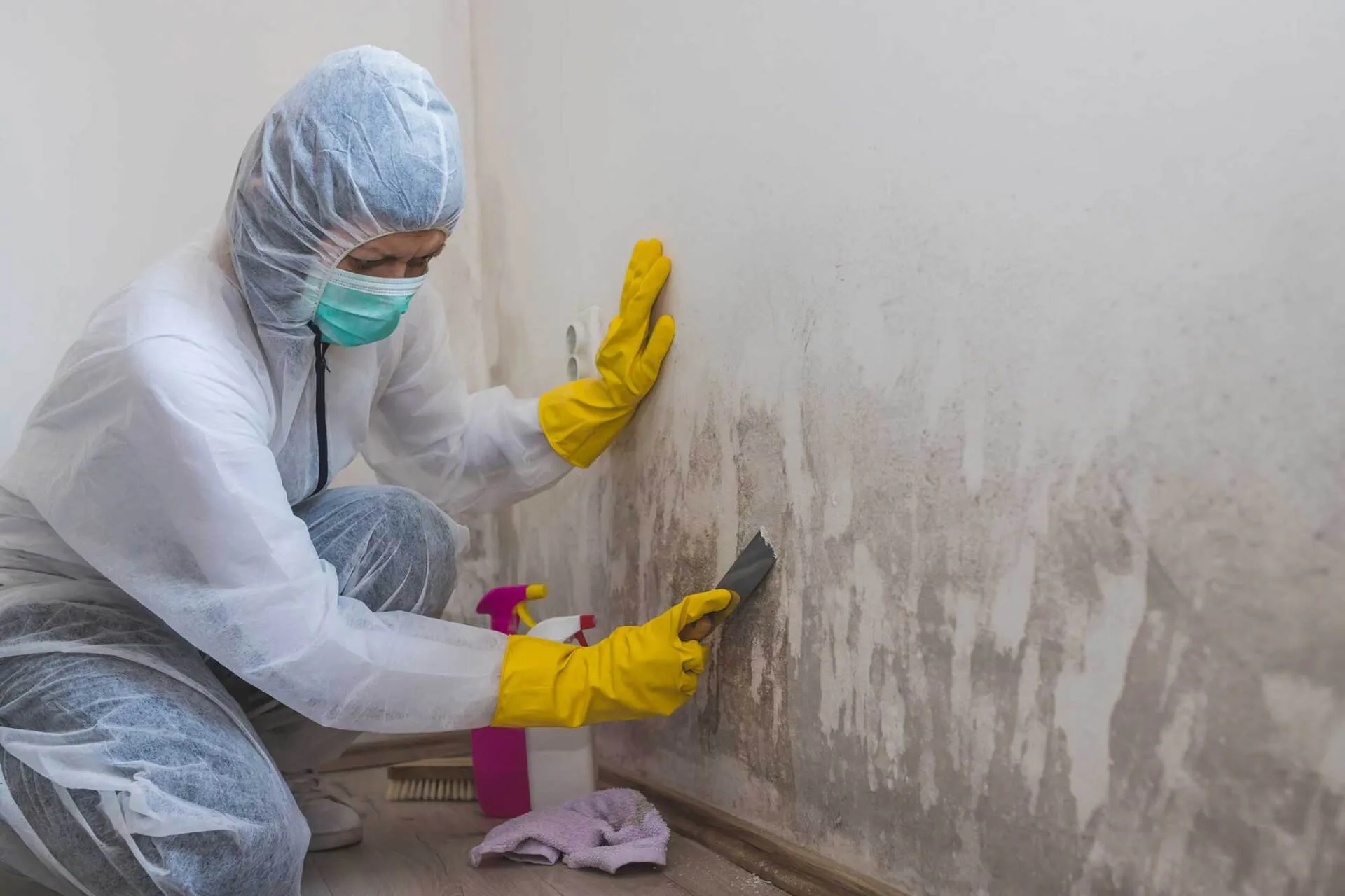 Read more about the article Efficient Black Mould Removal Sydney | Protect Your Home