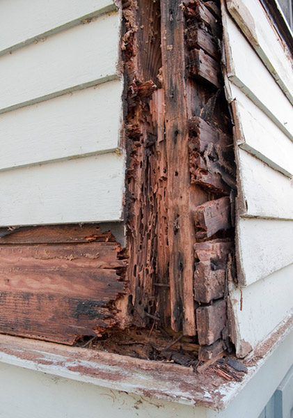 You are currently viewing Termite Damage Repair A Comprehensive Guide Restoring Your Home