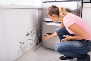 Read more about the article Mould Prevention Sydney | Effective Solutions for a Healthy Home