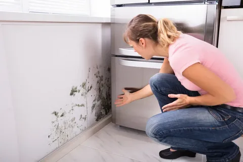 You are currently viewing Professional Mould Removal Sydney: Fast & Affordable