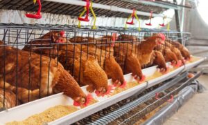 Read more about the article India Poultry Market Size, Industry Share & Report 2032