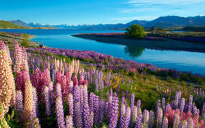 Read more about the article Top Tourist Attractions to Visit with Your New Zealand Visit Visa