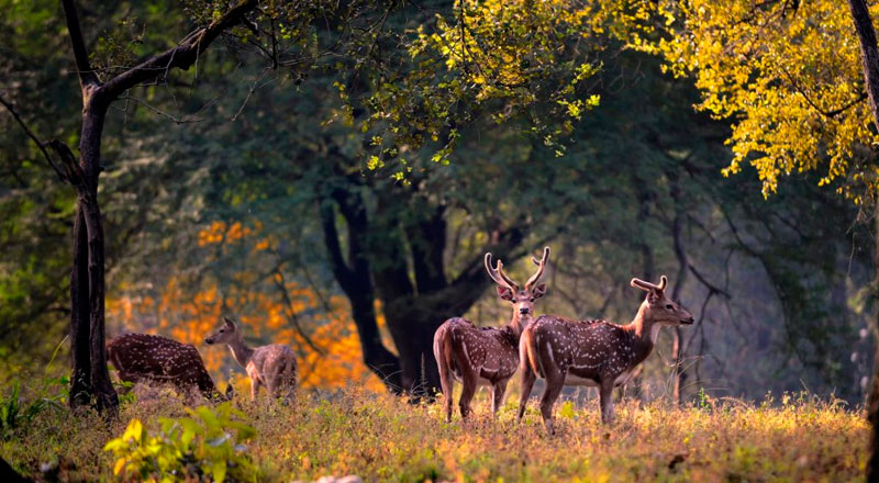 You are currently viewing Best Jim Corbett National Park Packages for a Thrilling Safari Adventure