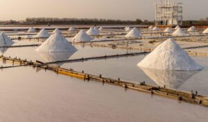 Read more about the article How to know which salt exporters are the best?