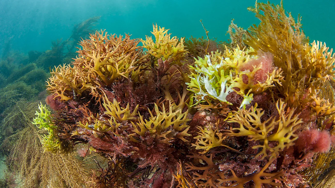 Read more about the article Unlock the Health Benefits of Sea Moss: Nature’s Superfood Revealed