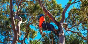 Read more about the article Tree Removal Services Melbourne Ensuring Safety and Sustainability