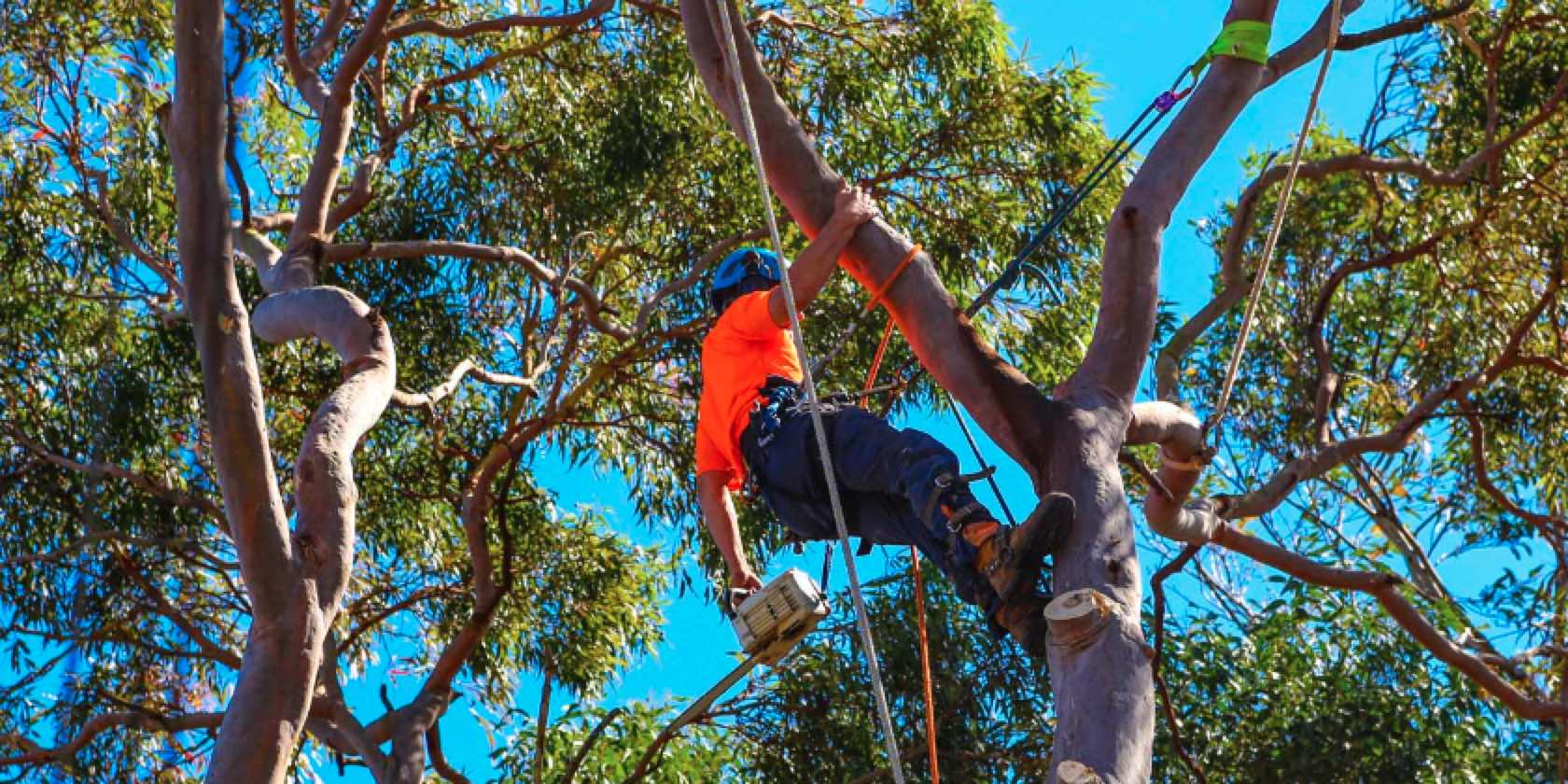 You are currently viewing Tree Removal Services Melbourne Ensuring Safety and Sustainability