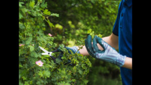 Read more about the article How to Find the Best Stump Grinding Services Near You