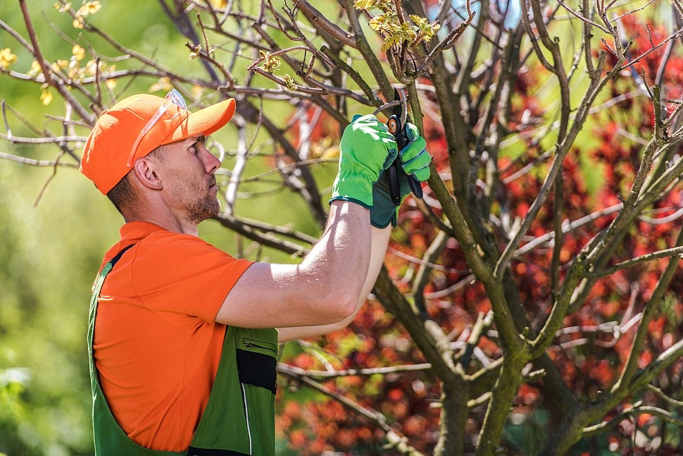 You are currently viewing What month is best to trim trees?