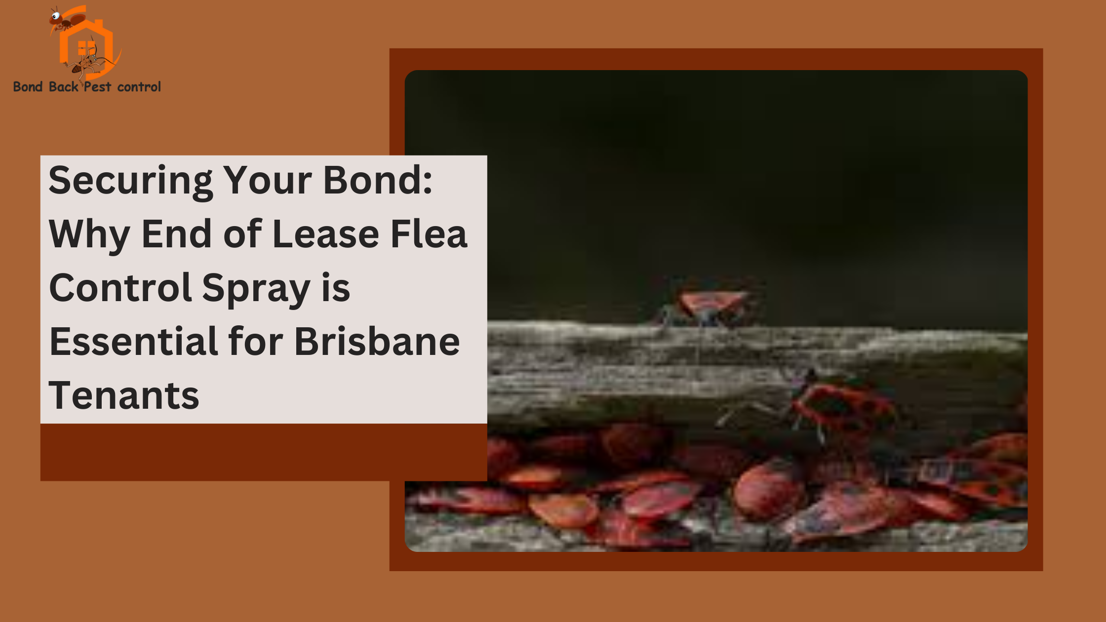 You are currently viewing Securing Your Bond: Why End of Lease Flea Control Spray is Essential for Brisbane Tenants