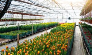 Read more about the article Colombia Floriculture Market Size, Share, Growth & Analysis 2032