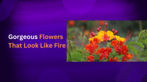 Read more about the article Gorgeous Flowers That Look Like Fire