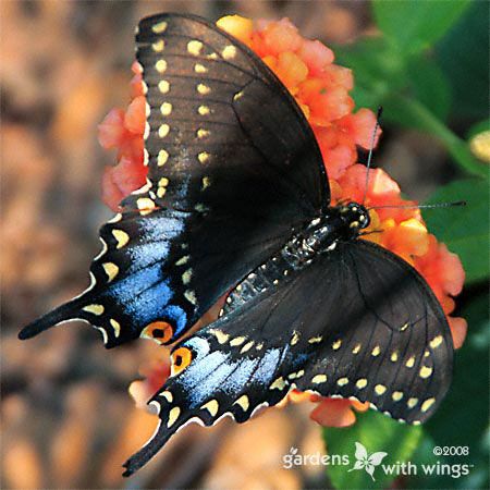 Read more about the article The Symbolism Behind Black Butterflies: What Does It Mean?