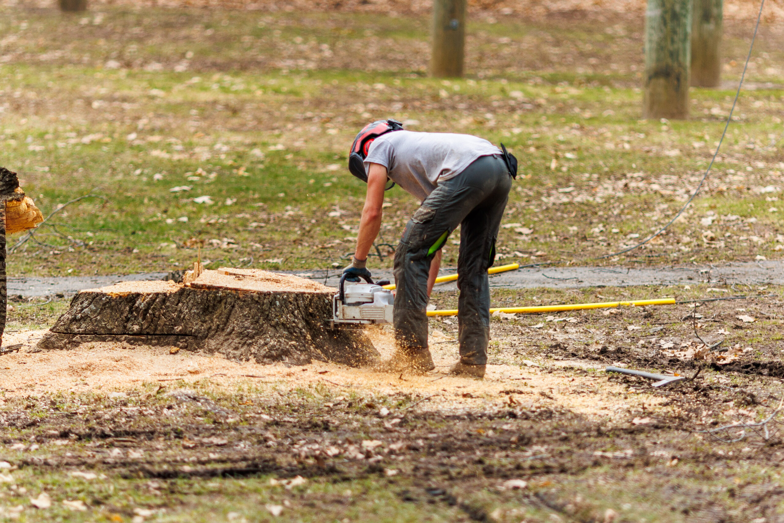 You are currently viewing Why Choose Professional Tree Stump Removal Services?