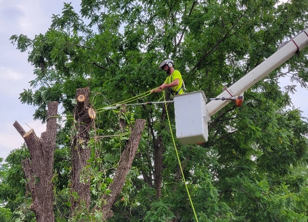 Read more about the article Why is regular trimming important for maintaining tree health?