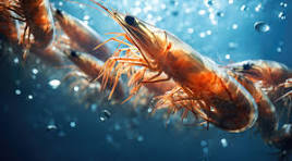 Read more about the article Global Shrimp Market Size And Forecast Report 2024-2032