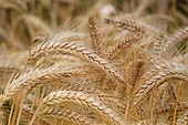 Read more about the article Global Wheat Market Size And Forecast Report 2024-2032