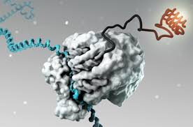 Read more about the article Messenger RNA (mRNA) Vaccines & Therapeutics Market Size And Forecast Report 2023-2028