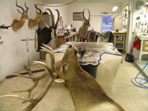 Read more about the article What can affect the price of affordable taxidermy services?