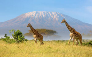 Read more about the article Top 5 Must-See Destinations in Kenya